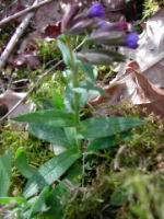Pulmonaire officinale - Pulmonaria Officinalis (fam. Boraginacees) (Photo F. Mrugala)